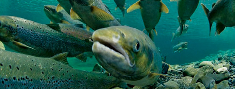 Охлажденная рыба должна доставляться в ресторан не более чем через 3-4 суток с момента вылова