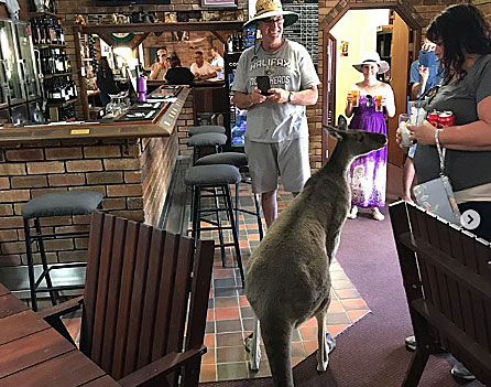 В Австралии запретили кормить кенгуру в пабах и ресторанах