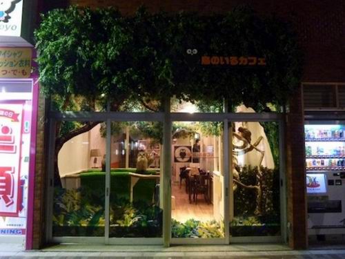 Fukuro no Mise - кафе с совиной тематикой