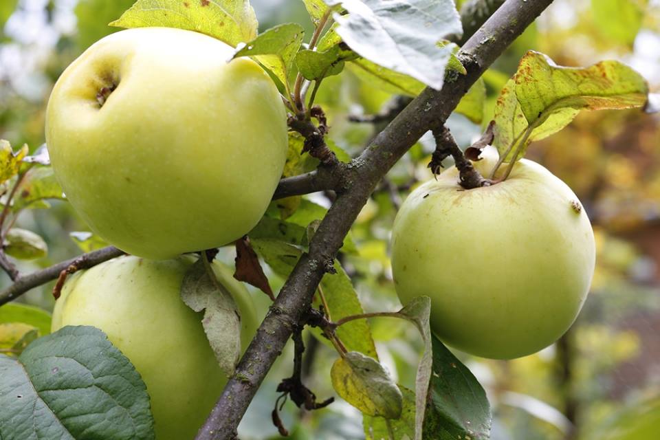 Яблочный спас и белевские яблоки для натуральной пастилы